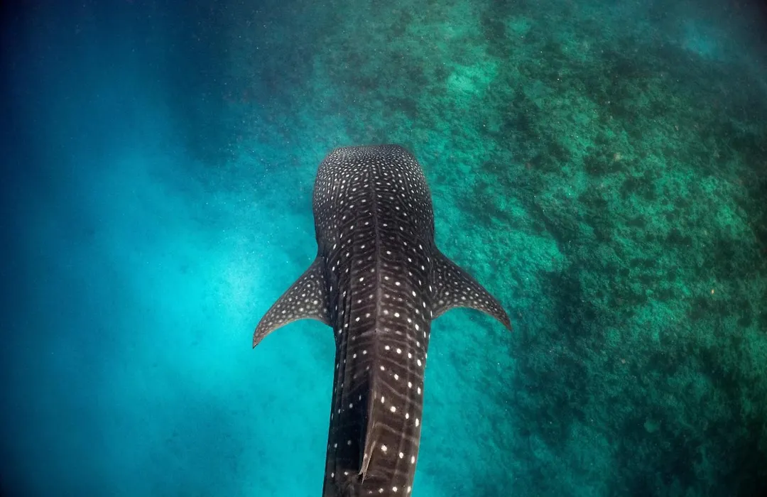 Nova Maldives-1