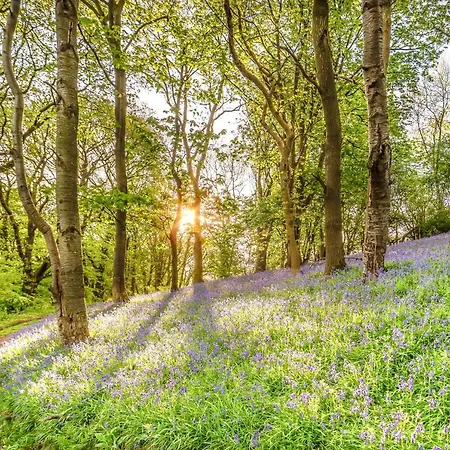 Nesscliffe-3
