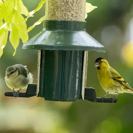 Wildwood B&B-2