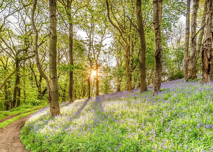 Nesscliffe