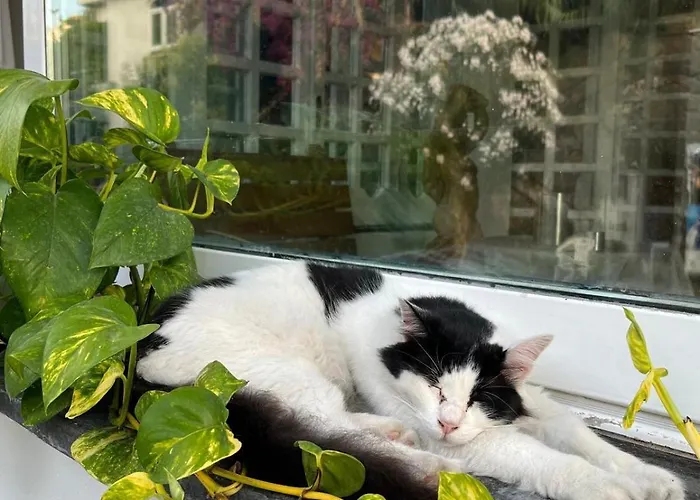 Hotel La Maggioressa