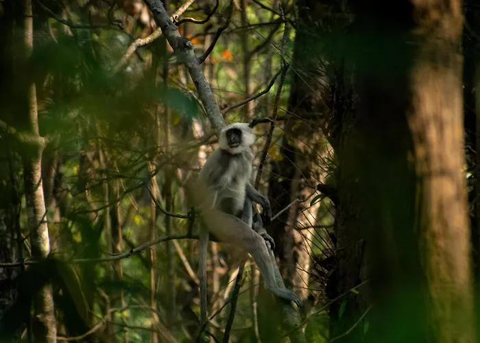 Hotel Tree Tops- A Serene Friendly Hotel In Sauraha