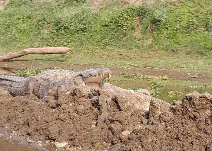 Crocodile Safari Camp