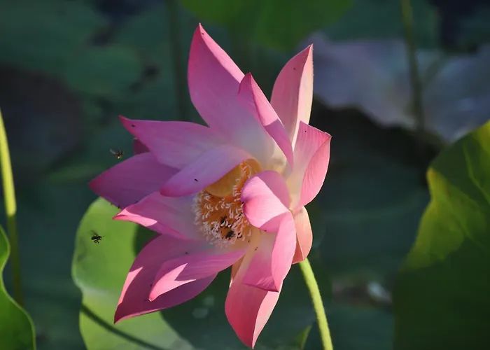 Tropical Magnolia