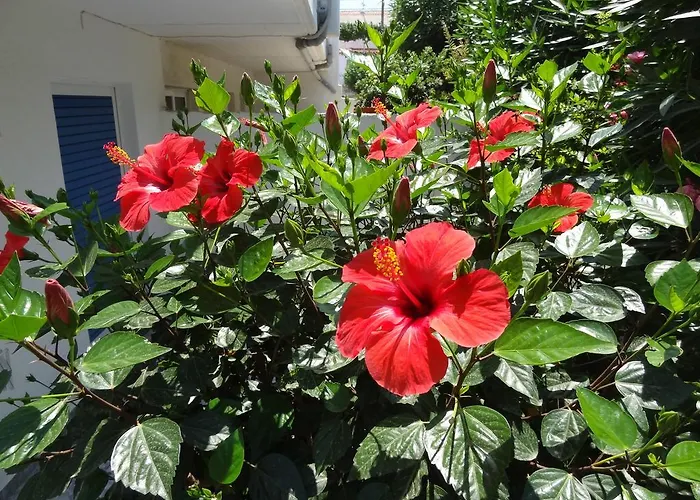 Michalis Studios & Apartments Kos-stad