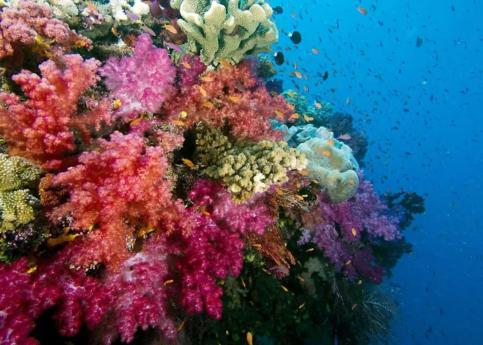 Jean Michel Cousteau Rst Fiji